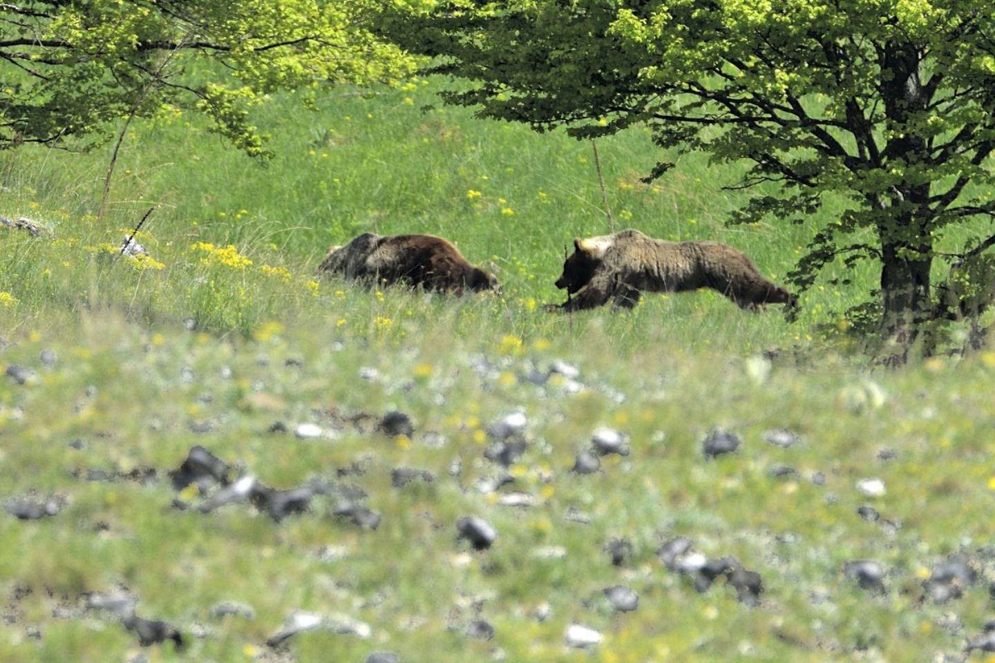 La promessa (orso bruno marsicano)